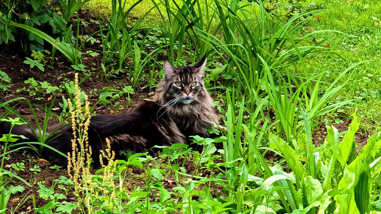 Maine Coon cat exploring grass, Cesis, Latvia