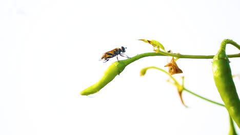 Gran-Avispa-Relajándose-Al-Final-De-La-Planta-De-Pimiento-Picante-Aislada-Contra-El-Cielo-Blanco