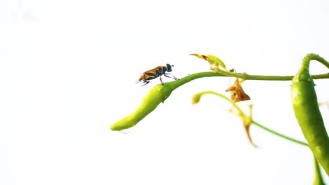 gran avispa relajándose en el extremo de la planta de pimienta de chile aislada contra el cielo blanco