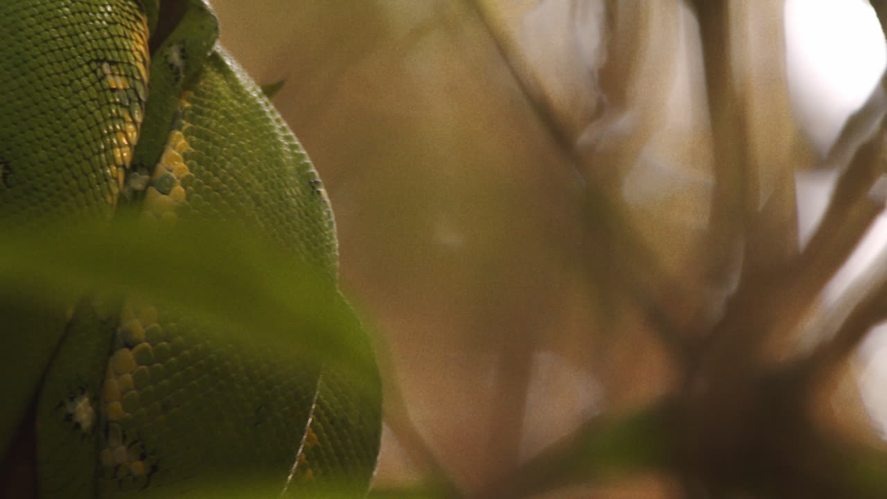 Green tree boa snake coiled among leaves, close up