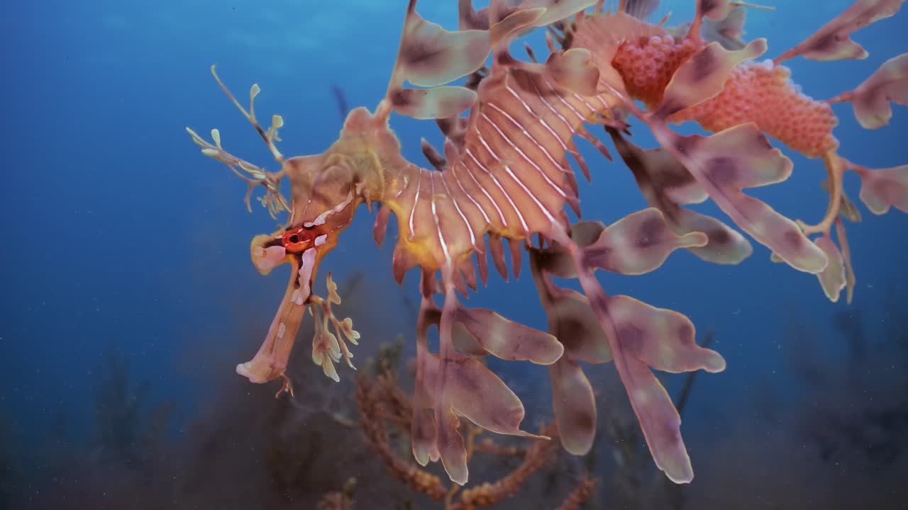 알을 가진 잎이 많은 바다 용 4k 슬로우 모션 사우스 오스트레일리아