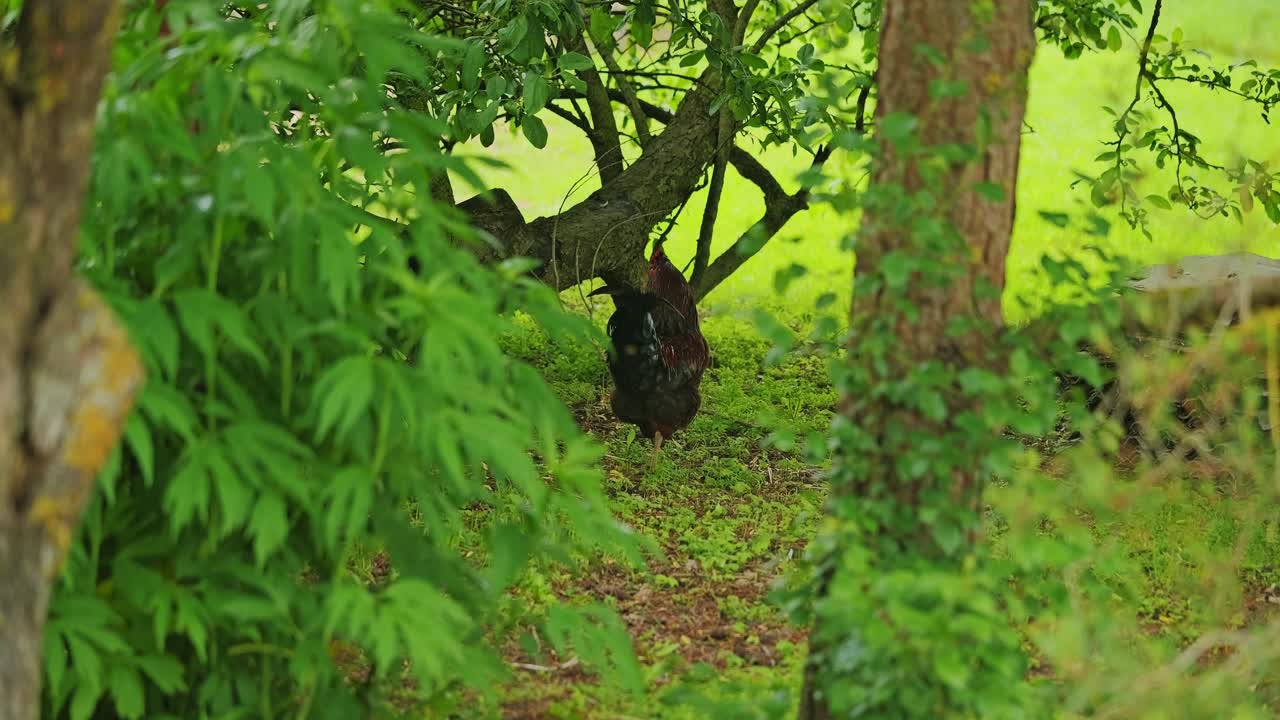 Peaceful countryside scene with black rooster slowly walking under orchard trees