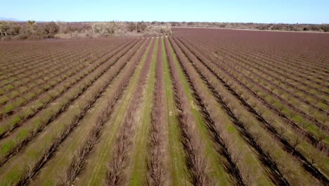 Extracción-Aérea-Sobre-Almendros-Cerca-De-Modesto-California-En-El-Valle-De-San-Joaquín