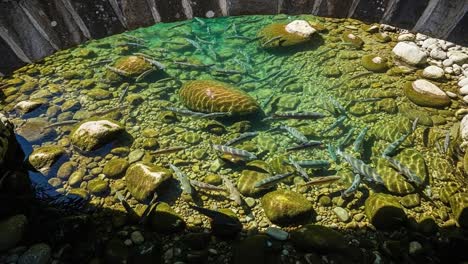 a serene underwater habitat showcasing a diversity of fish and natural rock formations beneath crystal clear water in a tranquil aquatic environment