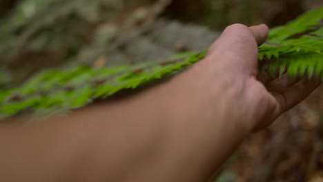 hand grasping fern plant