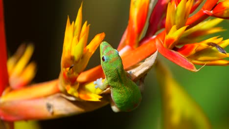 el geco se alimenta con su lengua de las flores de esta bromelia de colores brillantes