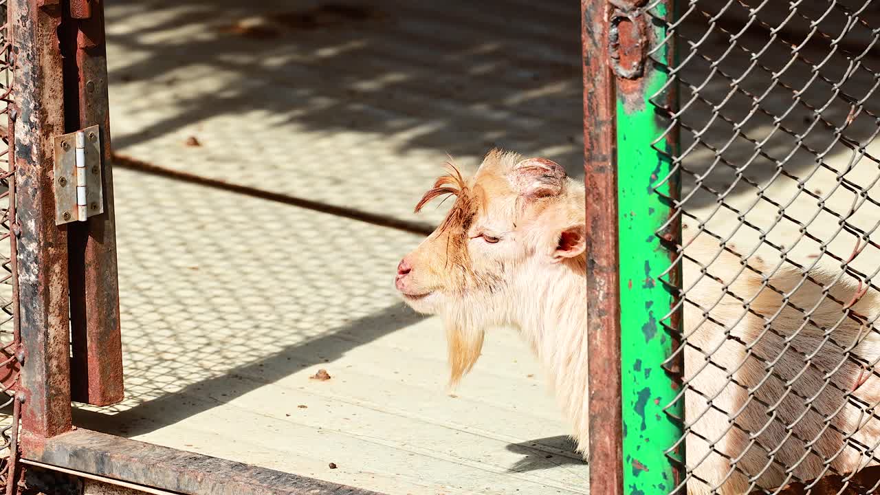 케이지에 힌 염소
