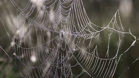 spider web with morning dew hanging on the grass in the fields. abstract pattern of spider web covered with rain droplets in morning sun light