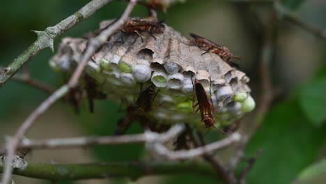 One-seen-from-its-back-cleaning-its-head-and-another-on-top-moves-to-fan-its-wings-and-turn-around-revealing-itself,-Paper-Wasps,-Vespidae,-Thailand