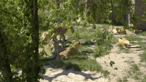 ligers the hybrid offspring of a male lion and a tigress in zoo nature park