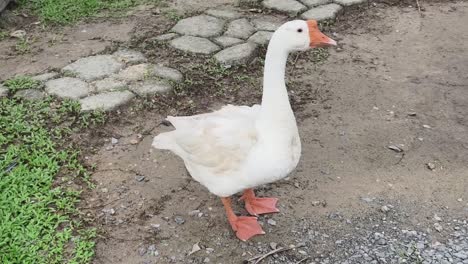 white goose outdoors