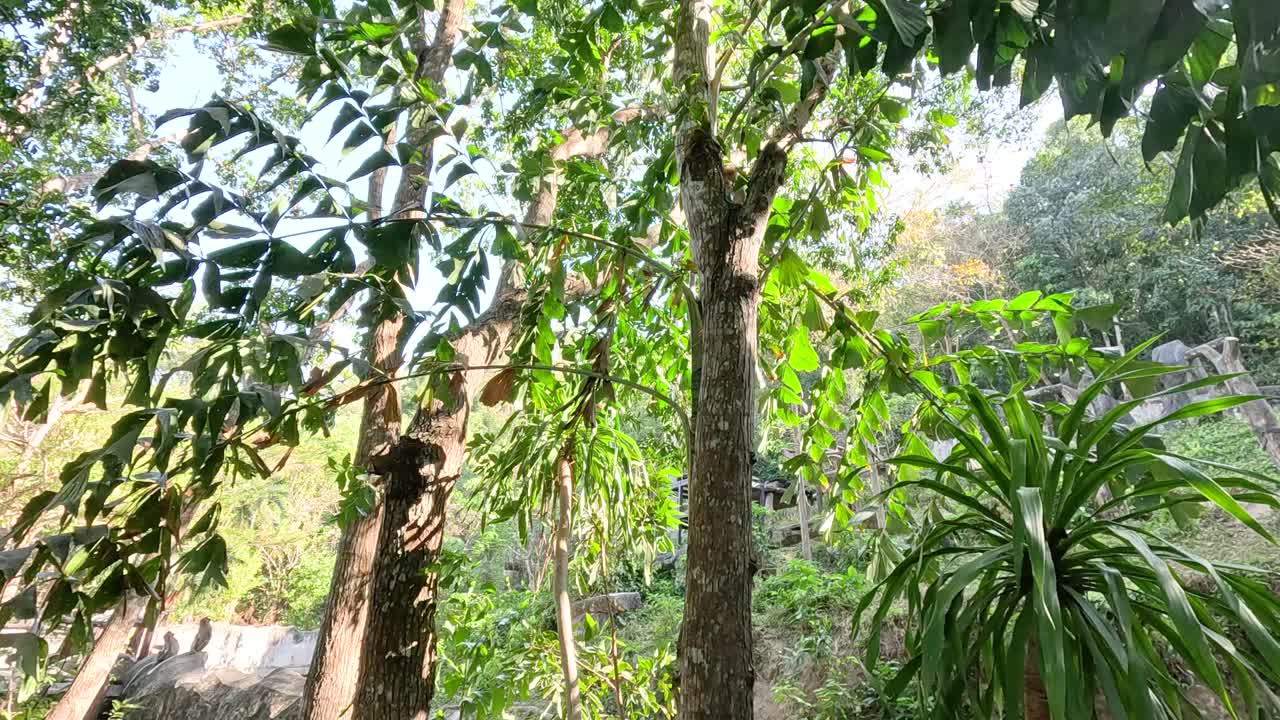 monos interactuando en el exuberante bosque de chonburi