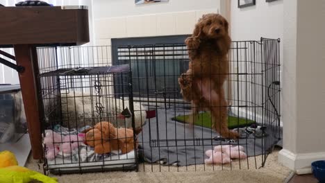 female mini goldendoodle successfully climbs out of her pen at home