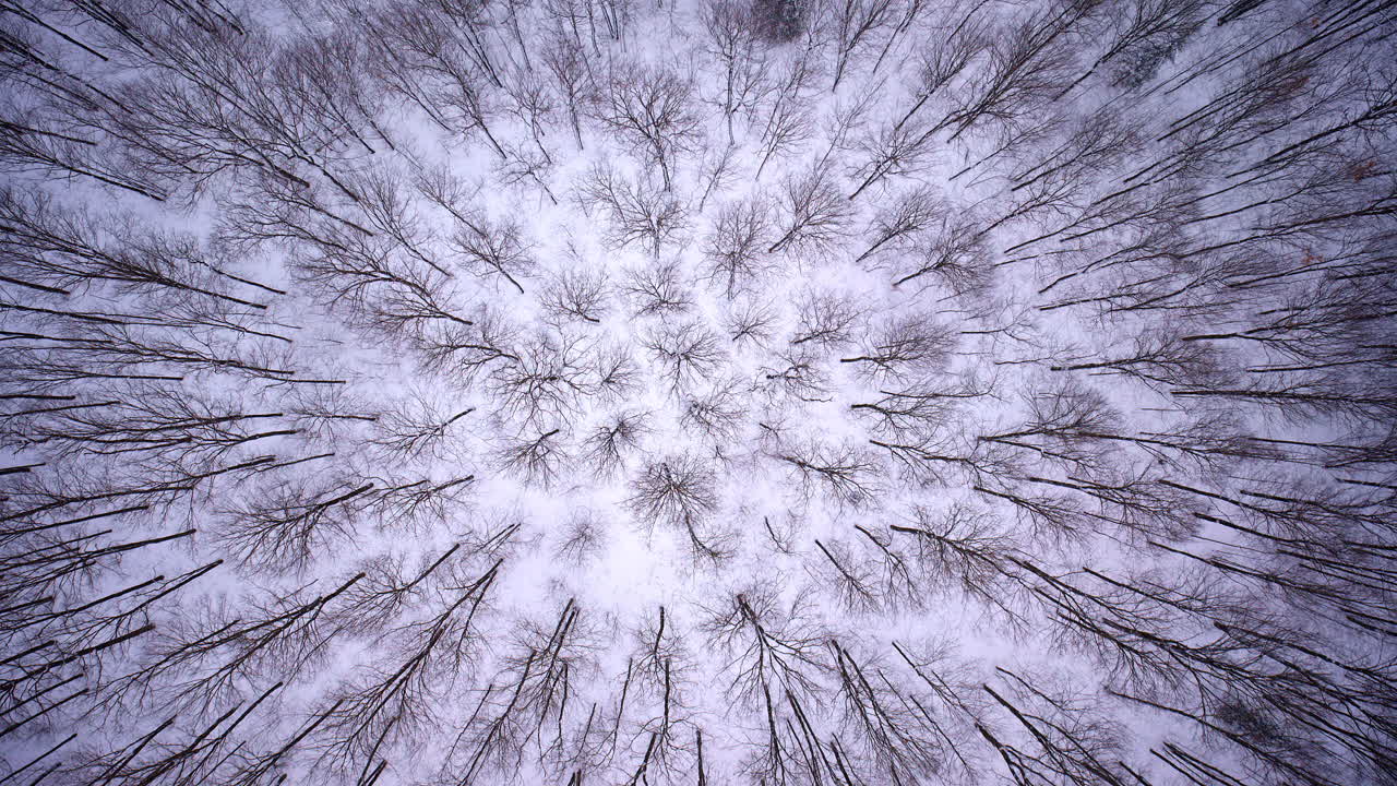 Vista dall'alto di una natura selvaggia invernale catturata da un drone nel Michigan settentrionale.