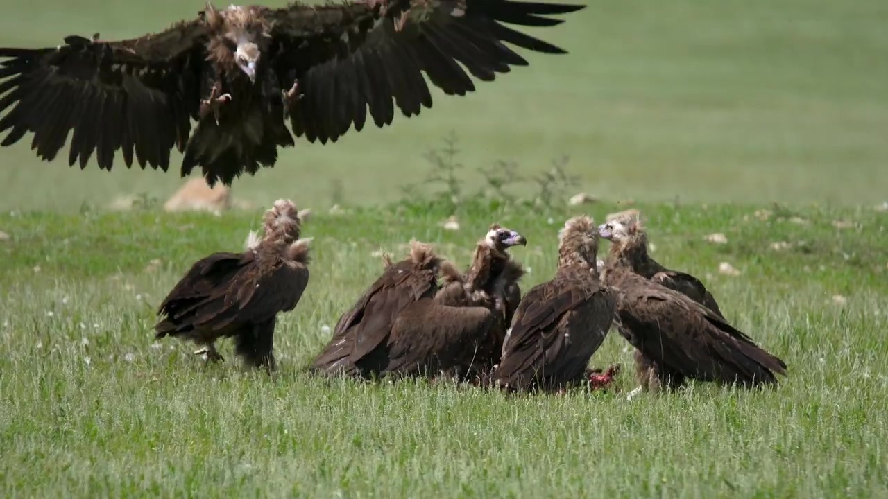Gruppo di avvoltoi monaci che si nutrono di una carcassa in un campo erboso