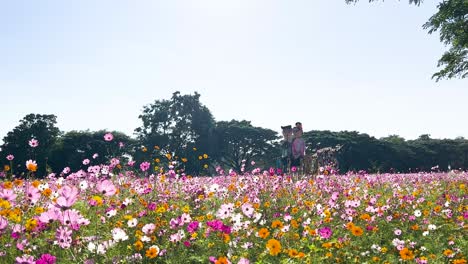 vibrant flowers bloom in a scenic garden