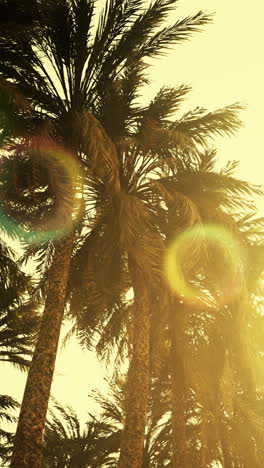 palm trees at sunset