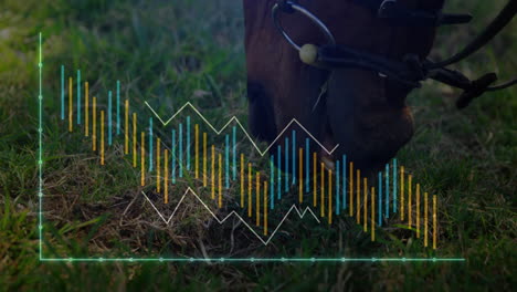 horse muzzle grazing grass being overlaid with financial data charts, featuring bar and line charts