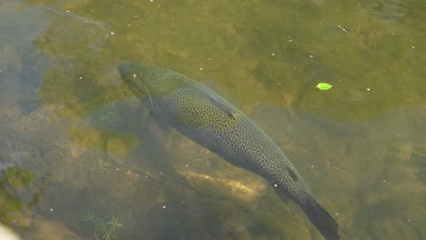 Große-Forelle-Im-Fluss-Yy,-Bakewell