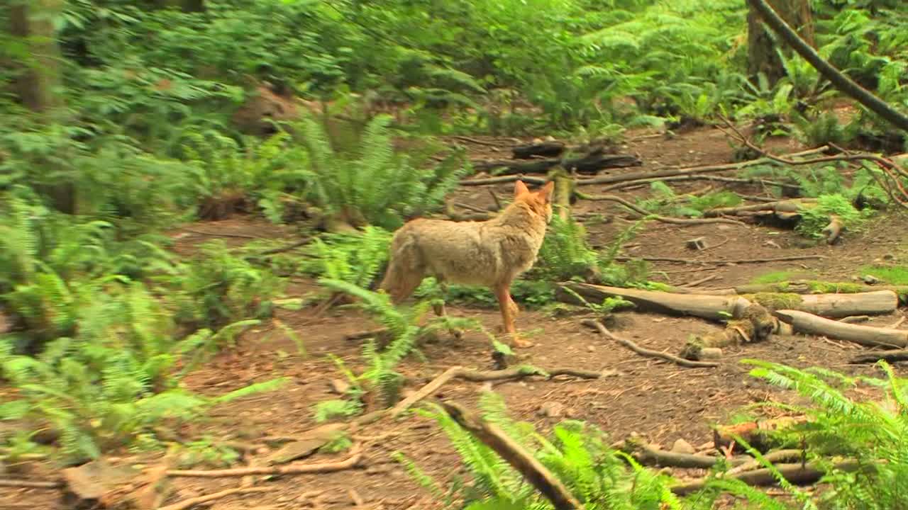 койот в лесу в день 1
