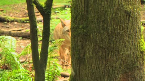 A-coyote-in-a-forest-at-day--1