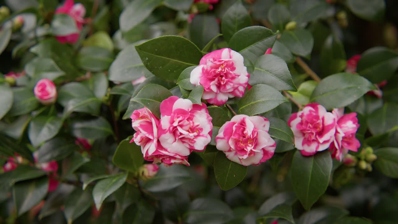 A vibrant camellia in full bloom with soft petals and rich details. Captured in 4K slow motion, this shot showcases the elegance of nature and botanical beauty