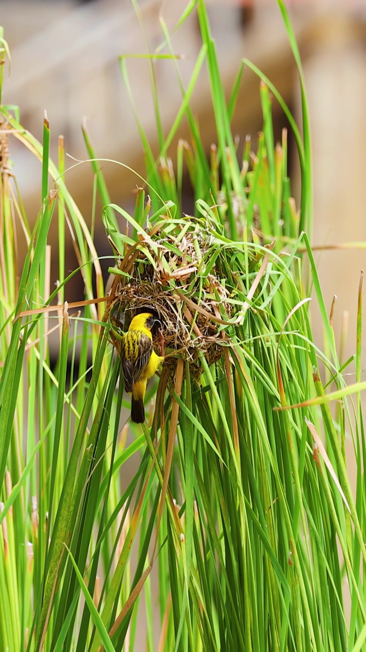 Uccello tessitore giallo costruisce un nido d'erba tra canne alte in piena luce naturale.