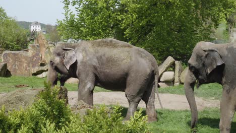 two elephants on the zoological garden park