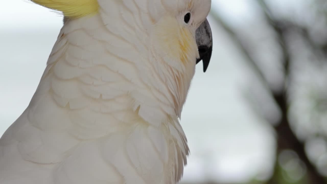 Detailed view of a cockatoo's head and beak, highlighting its yellow crest and expressive features.