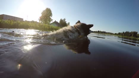 spotted white dog with black around the eye swimming in the river-2