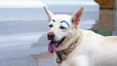 cerca de un perro con divertidas cejas azules sacando la lengua en bangkok, tailandia - ángulo alto