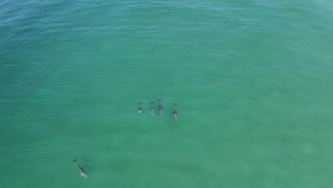 4k-Drone-shot-of-a-group-of-dolphins-swimming-together-in-the-blue-ocean-sea-close-to-the-shore-of-Byron-Bay,-Australia