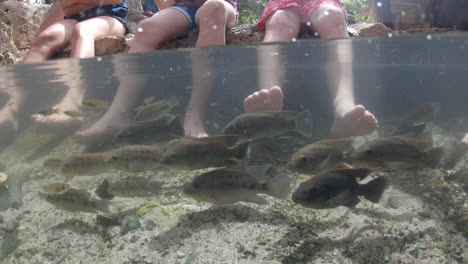 A-group-of-people-get-a-fish-pedicure-in-a-natural-pool-in-Arikok-National-Park,-Aruba,-Dutch-Caribbean