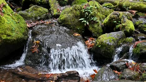 close-up of a vibrant mossy forest stream cascading over rocks with lush green surroundings