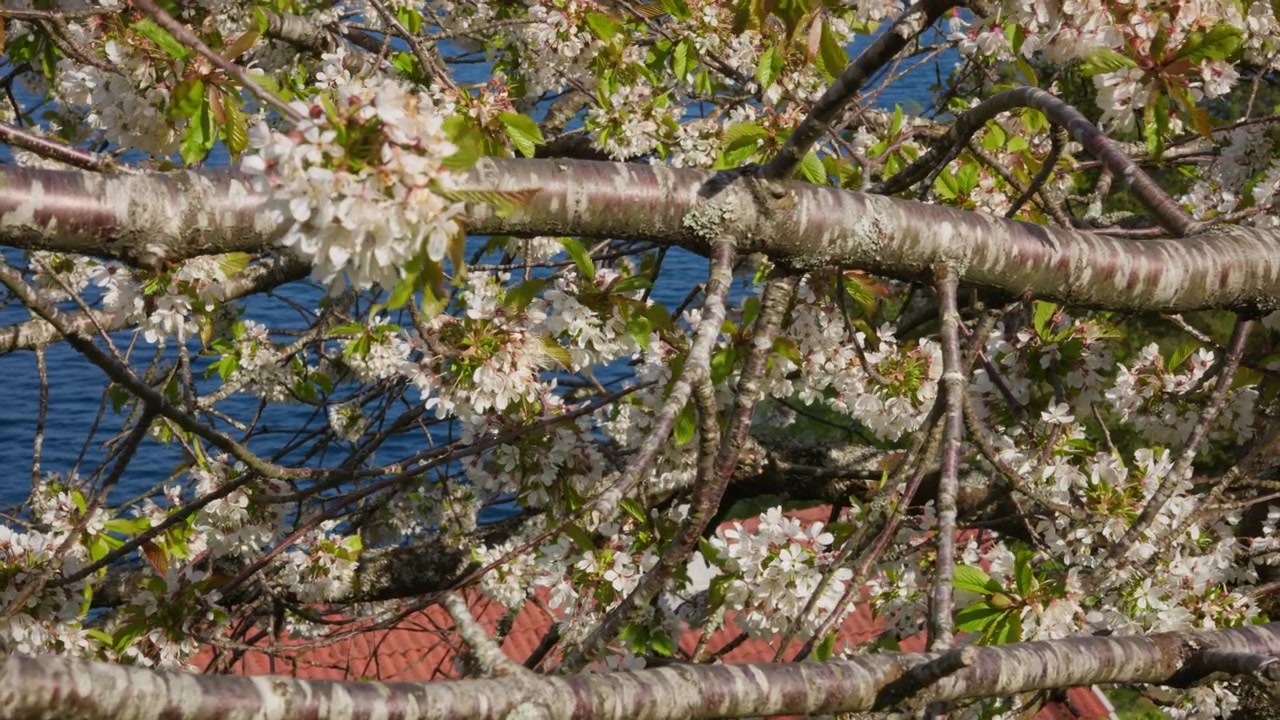 Fiori di ciliegio in piena fioritura creano una cornice naturale contro l'acqua blu serena. Perfetto per contenuti a tema primaverile o promozioni di viaggio.
