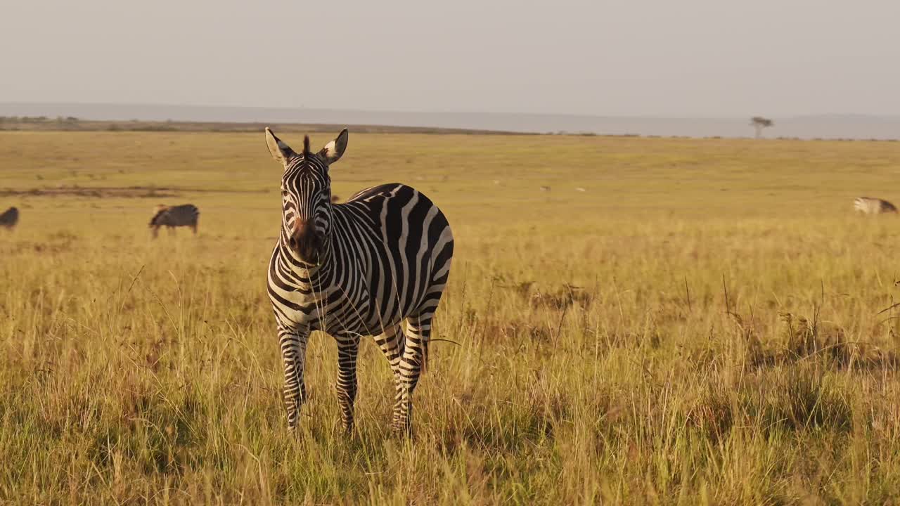 Zebra Herd, Africa Animals on African Wildlife Safari in Masai Mara in Kenya at Maasai Mara National Reserve, Grazing in Beautiful Golden Hour Sunset Sun Light, Steadicam Tracking Gimbal Shot