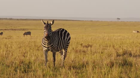 Zebra-Herd,-Africa-Animals-on-African-Wildlife-Safari-in-Masai-Mara-in-Kenya-at-Maasai-Mara-National-Reserve,-Grazing-in-Beautiful-Golden-Hour-Sunset-Sun-Light,-Steadicam-Tracking-Gimbal-Shot