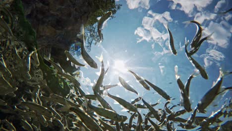 fish swimming in very clear and transparent shallow water