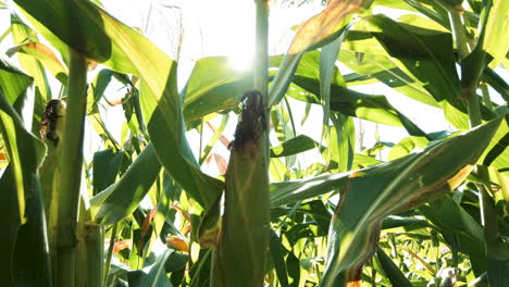 rayos de sol que aparecen detrás de las hojas verdes del campo de maíz