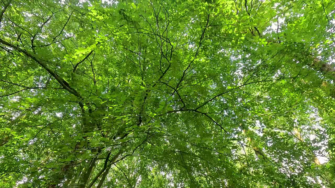 緑豊かな森を散歩する