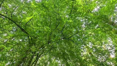 un paseo sereno a través de un bosque verde y exuberante