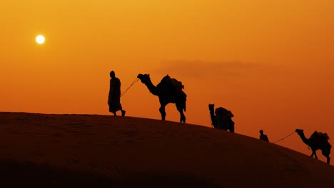 cameleers, camel drivers at sunset. thar desert on sunset jaisalmer, rajasthan, india.