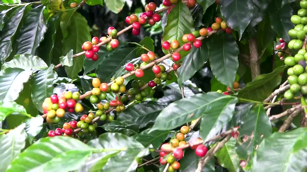 granos de café kona meciéndose suavemente con la brisa