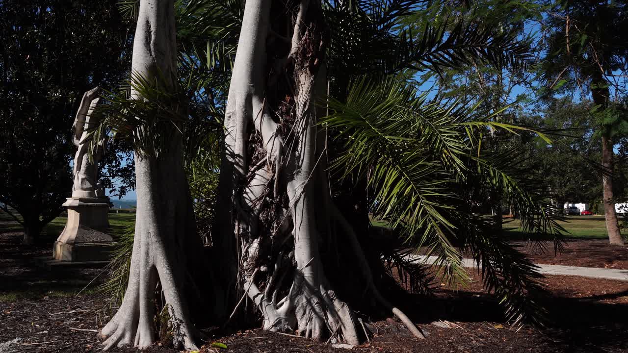 Un tronco d'albero immenso dalle forme originali, e una chioma enorme che si muove dolcemente sotto la danza del vento.