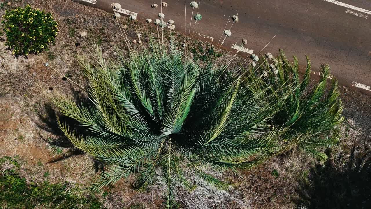 Top-down aerial view of multiple weaver bird nests built in a palm tree next to a rural road in Mauritius. Concept of tropical nesting, island life, and nature meeting civilization
