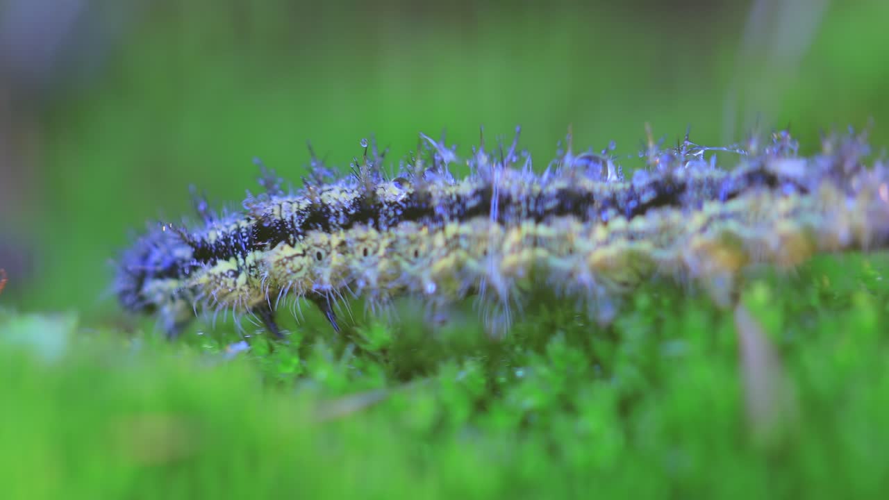 작은 거북이  ⁇ 데기 (aglais urticae) 애벌레. 어르티카리아 애벌레는 해가 지는 빛에 기어다닌다.