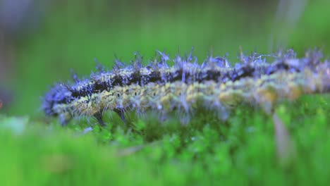 small tortoiseshell (aglais urticae) caterpillar. the urticaria caterpillar crawls in the rays of the setting sun.