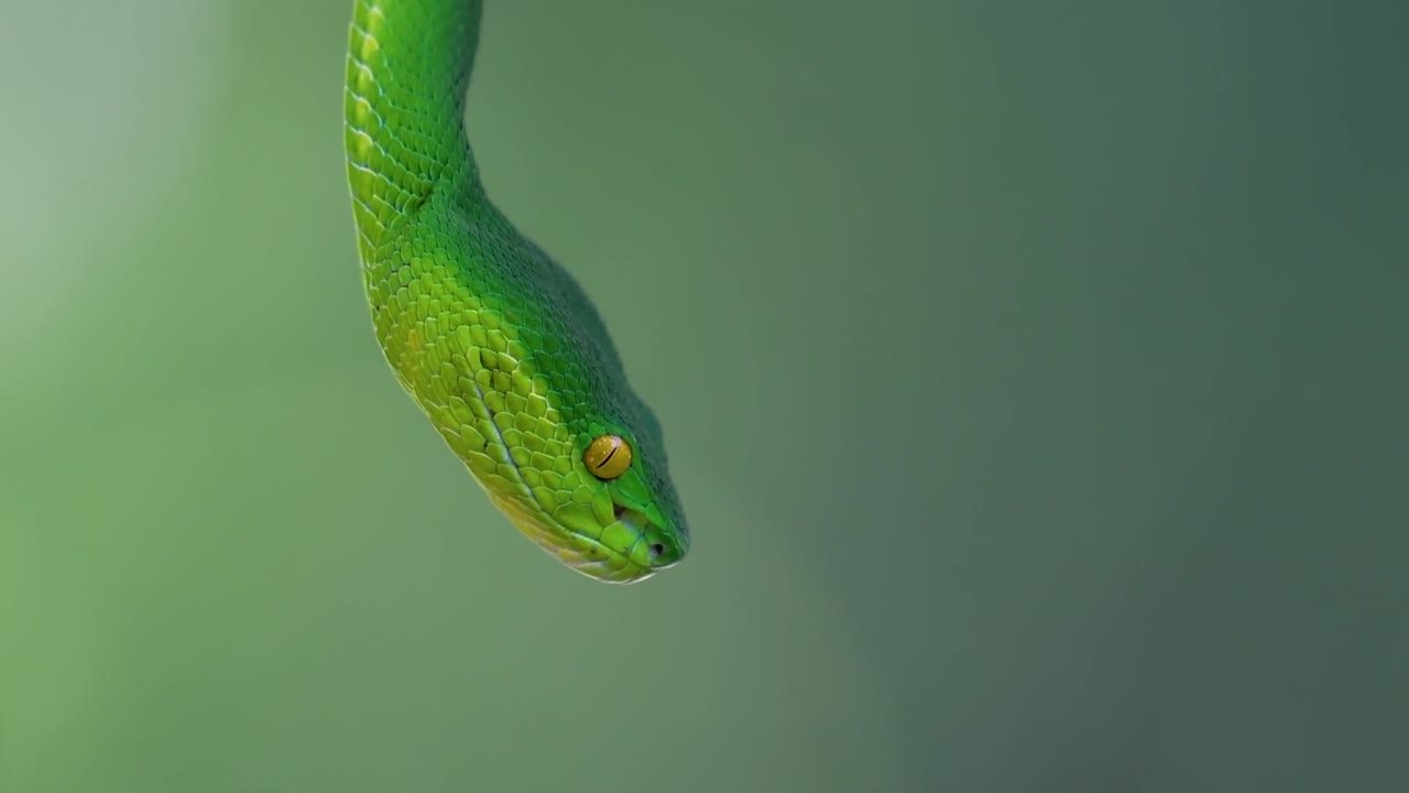 The White-lipped Pit Viper is a venomous pit viper endemic to Southeast Asia and is often found during the night waiting on a branch or limb of a tree near a body of water with plenty of food items