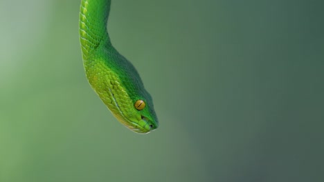 The-White-lipped-Pit-Viper-is-a-venomous-pit-viper-endemic-to-Southeast-Asia-and-is-often-found-during-the-night-waiting-on-a-branch-or-limb-of-a-tree-near-a-body-of-water-with-plenty-of-food-items