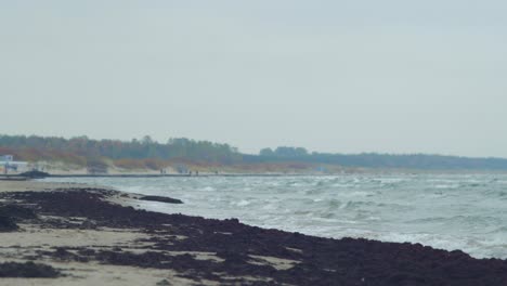 dead seaweed thrown up in quantity by the waves on a white sand beach, environmental pollution, baltic sea coastline, overcast autumn day, distant medium shot